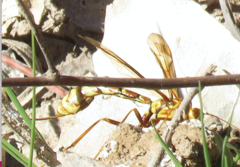 Megarhyssa macrurus icterosticta