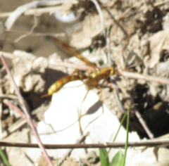 Megarhyssa macrurus icterosticta