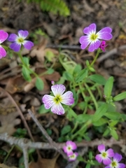 Malcolmia maritima