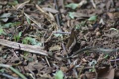 Cissia phronius