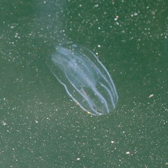 Bolinopsis infundibulum