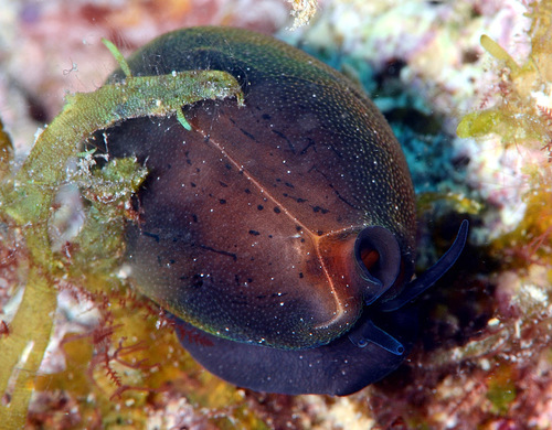 Cypraea isabella observed 2015-12-25