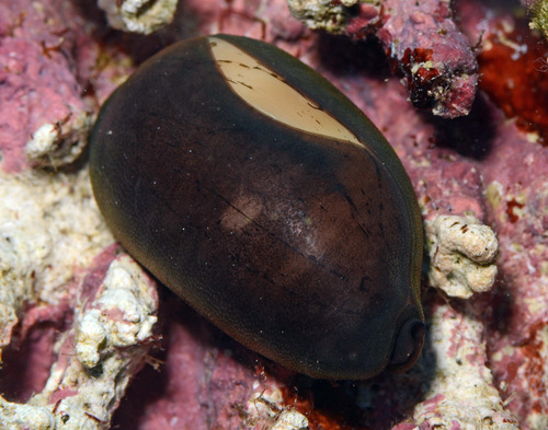 Cypraea isabella observed 2016-11-20