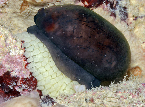 Cypraea isabella observed 2015-03-16