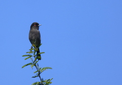 Knipolegus striaticeps