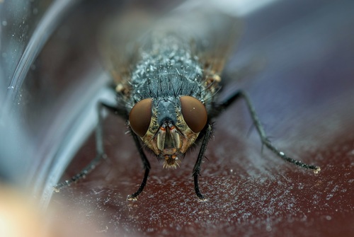 Blue Blowfly photo 5