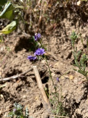 Gilia clivorum