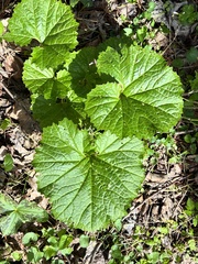 Arnoglossum reniforme