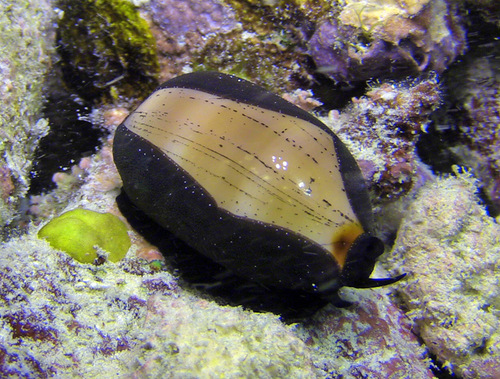 Cypraea isabella observed 2015-12-25