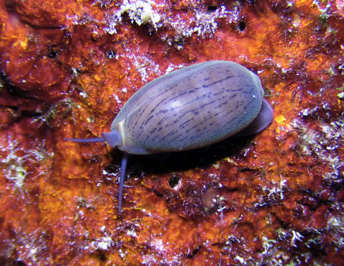 Cypraea isabella observed 2016-11-12