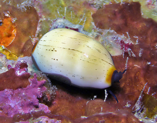 Cypraea isabella observed 2016-12-25
