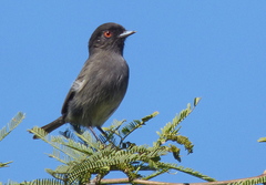 Knipolegus striaticeps