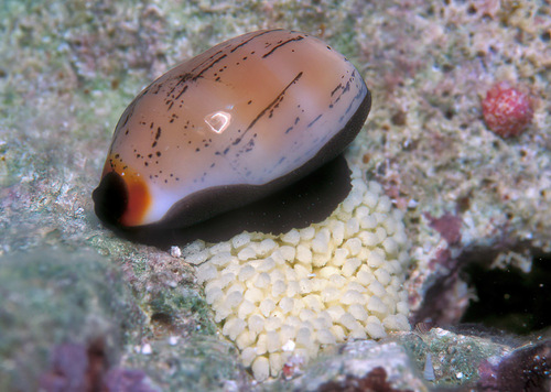 Isabella Cowry