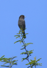Knipolegus striaticeps