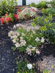 Alstroemeriaceae