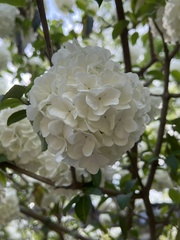 Viburnum macrocephalum