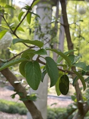 Viburnum macrocephalum