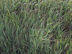 Phalaris coerulescens