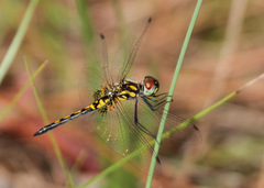 Celithemis ornata