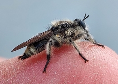 Laphria cinerea