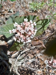 Asclepias humistrata image
