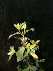 Blainvillea gayana