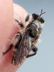 Laphria cinerea