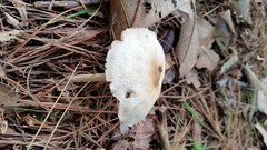 Marasmius nigrodiscus