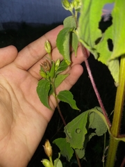 Blainvillea gayana