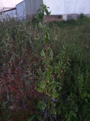 Blainvillea gayana