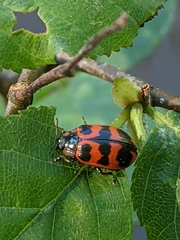 Chrysomela interrupta
