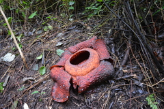 Rafflesia arnoldii