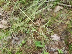 Poa bulbosa
