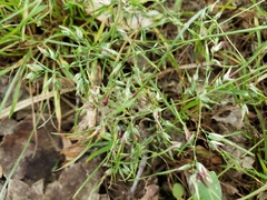 Poa bulbosa