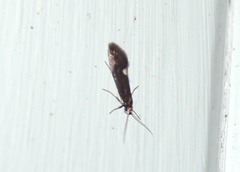 Psychoides filicivora