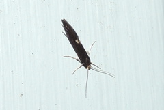 Psychoides filicivora