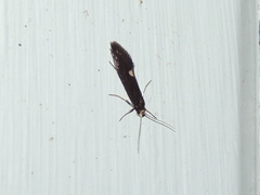 Psychoides filicivora