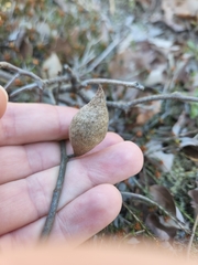 Amphibolips quercusilicifoliae