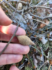 Amphibolips quercusilicifoliae