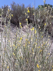 Genista cinerea