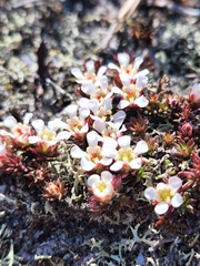 Pyxidanthera barbulata