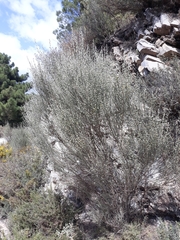 Genista cinerea