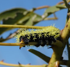 Leucanella viridescens