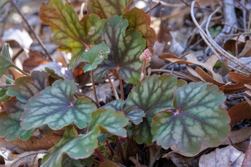 Image of Heuchera glomerulata by (c) Andrew Tree, some rights reserved (CC BY)