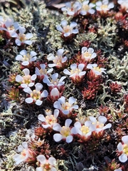 Pyxidanthera barbulata