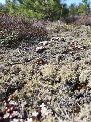 Pyxidanthera barbulata