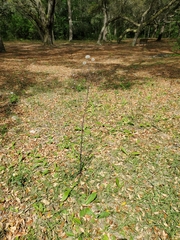 Lactuca graminifolia