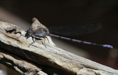 Argia tonto