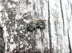 Osmia caerulescens