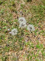 Lactuca graminifolia